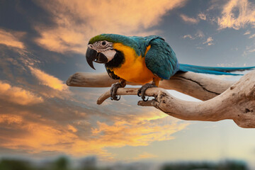 Portrait shots of Blue and gold Neotropical parrots(Macaws) on branches with leaves everywhere.