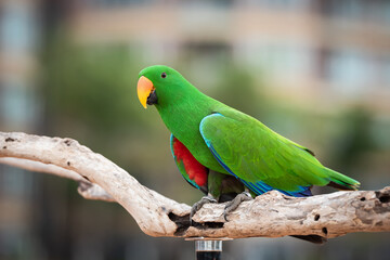 Green Eclectus parrots and corpus bird or a wooden bar.