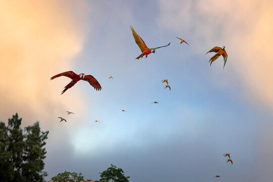 Macaws and Sun Conures fly in the sky in the clear evening sky.