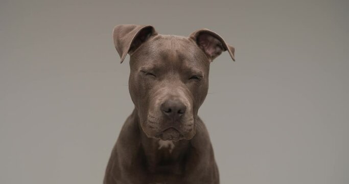 project portrait video of beautiful American Staffordshire terrier dog in front of grey background looking around