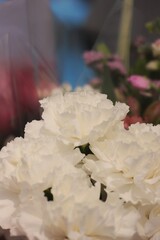 Fototapeta premium A white carnation flower 