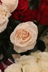 Gorgeous white rose flower in full bloom.