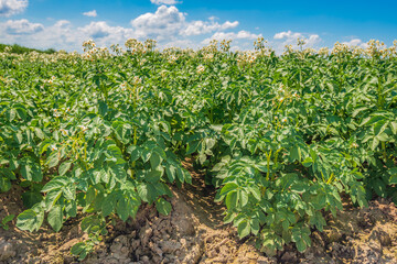 Fototapeta na wymiar Closeup of flowering potato plants growing in Dutch clay soil. The photo was taken on a sunny day at the beginning of the summer season.