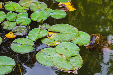 Beautiful water lilies in the park in the fountain. Green water lily leaves in the water on the lake.
