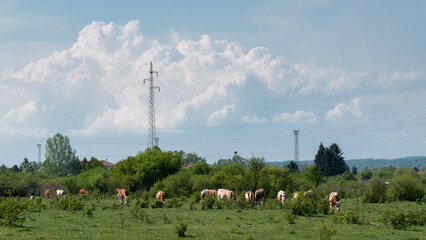 Cattle in pasture against transmission line and enormous cloud, electric pylons framework and huge cumulonimbus cloud