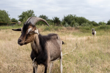 A close-up portrait of a cute domestic goat in the green grass in a field in the village. Grazing cattle on the farm. Livestock on a sunny summer day. Agricultural industry.