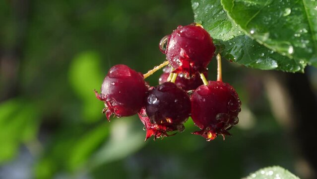 The ripening variously named Service berry, Saskatoon berry, shad berry, June berry detail in a tree and bush