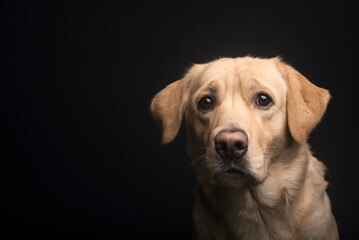 Studio Portrait photograph of a cute and innocent golden Labrador retriever dog looking straight into the camera