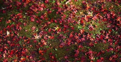 Red maple leaves fall on the moss-covered ground in the autumn garden.