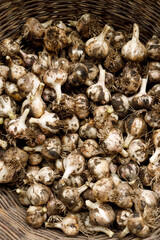 Garlic harvest, fresh vegetables in the ground.