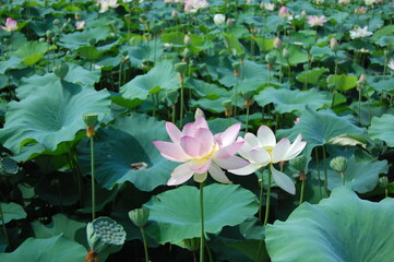pink lotus flower