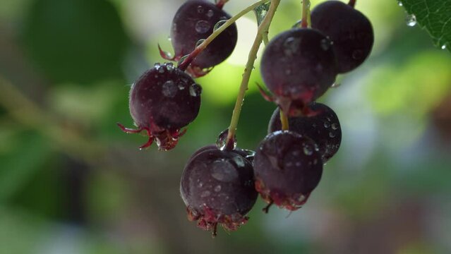 The ripening variously named Service berry, Saskatoon berry, shad berry, June berry detail in a tree and bush