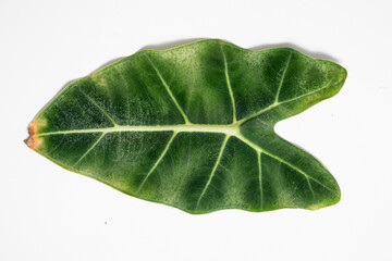 Close up of Alocasia Macrorrhiza Frydek leaf turn yellow due to spider mites in isolated white...