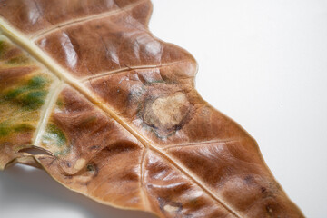 Close up of Alocasia Amazonica leaf turn yellow due to spider mites infest and over water issue in...