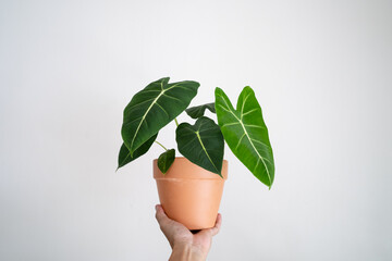 Hand holding Alocasia Micholitziana plant in terracotta pot with isolated white background.