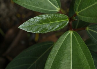 Closeup of Gular leaf. Ficus racemosa, the cluster fig, red river fig or gular, is a species of plant in the family Moraceae. Leaf background.