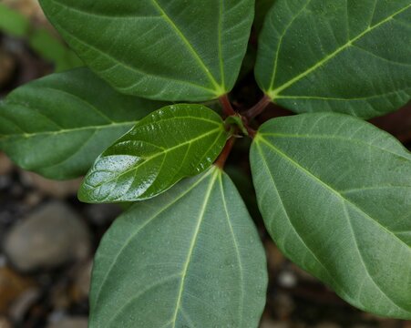 Closeup of Gular leaf. Ficus racemosa, the cluster fig, red river fig or gular, is a species of plant in the family Moraceae. Leaf background.