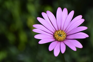 A single Lilac purple coloured African Daisy flower Osteospermum jucundum Blackthorn