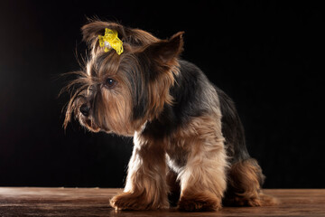 Yorkie terrier in the studio on a black background. Charming dog with a beautiful pedigree coat and...