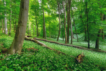 Broken tree trunks and a carpet of wide garlic in Mecsek forest near Pécs in Hungary