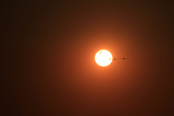 sunset and silhouette flamingos