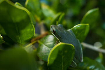Green Tree Frog on the Leaves of a Holly Tree