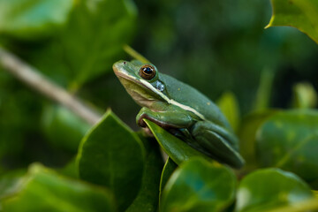 Green Tree Frog on the Leaves of a Holly Tree