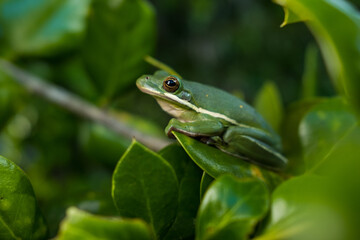 Green Tree Frog on the Leaves of a Holly Tree