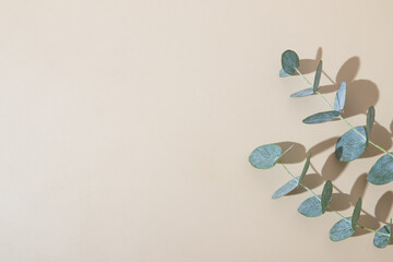 Eucaliptus leaves on beige background. Copy space. Blue-Green leaves on branch for abstract natutal backdrop