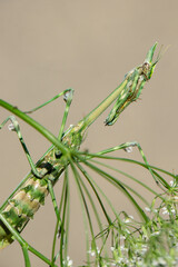 mantis on a plant