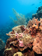 Fototapeta na wymiar Seascape with Sea Anemone, coral, and sponge in the coral reef of the Caribbean Sea, Curacao