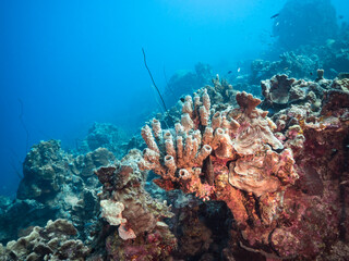Seascape with big sponge, various fish, and coral in the coral reef of the Caribbean Sea, Curacao