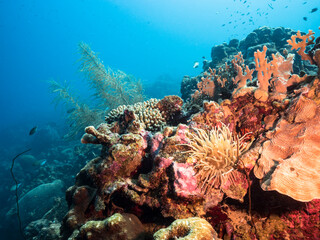 Naklejka na ściany i meble Seascape with Sea Anemone, coral, and sponge in the coral reef of the Caribbean Sea, Curacao