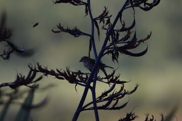 gorrión joven posado en una rama en verano