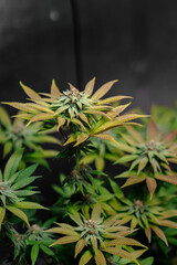 Colourful Marijuana Plant  in Flower