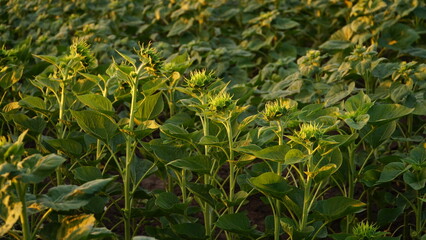 Close-up, sunflower sprouts on an industrial scale. Growing young sunflower plants in a cultivated field. Agricultural background of sunflower plantation. Sunset in golden light. Selective focus.