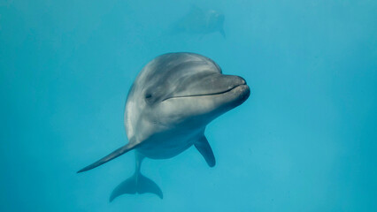 Young curious bottlenose dolphin looks at in the camera and smiles.  Dolphin Selfie. Close up