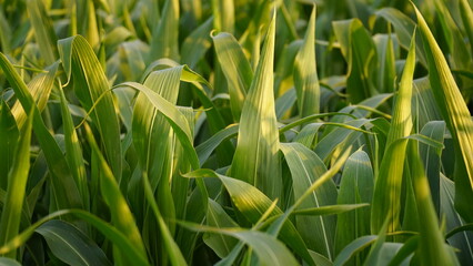 Green field of ripening corn, agricultural landscape. Young corn plants. Corn plantations at sunset. Against the backdrop of the sun.