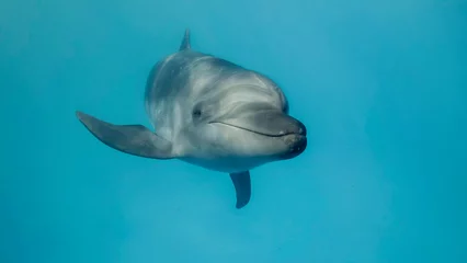 Foto op Canvas Young curious bottlenose dolphin looks at in the camera and smiles.  Dolphin Selfie. Close up © Andriy Nekrasov