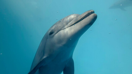 Naklejka premium Young curious bottlenose dolphin looks at in the camera and smiles open-mouthed. Dolphin selfies. close up