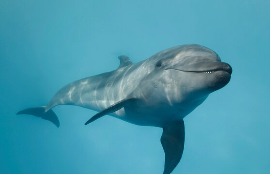Young curious bottlenose dolphin looks at in the camera and smiles.  Dolphin Selfie. Close up