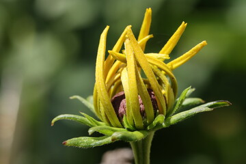 Geschlossene Bl&uuml;tenknospe Sonnenhut