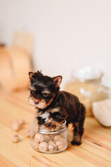 Playful Little Yorkshire Terrier Puppy sits in Kitchen on Wooden Table. Puppy Climbs into Glass Jar