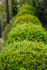 Beautiful background, close-up texture of green leaves, foliage of an evergreen bush in a row. Photo of boxwood in the garden.