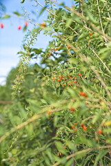 Goji berry fruits and plants in a sunny orchard. nutritious fruits