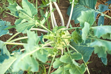Kohlrabi cabbage growing in garden. Kohlrabi or turnip cabbage in vegetable bed.