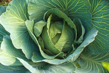 Fresh cabbage from the farm field. green cabbage plants. Non-toxic cabbage. Non-toxic vegetables. Organic farming.