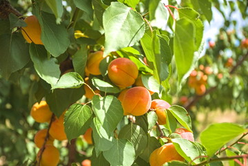 A bunch of ripe apricots hanging on a tree in an orchard. apricot background.