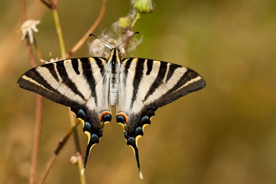 Iphiclides feisthamelii or the milksucker, is a species of Lepidoptera ditrisio of the family Papilionidae