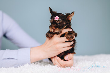 Yorkshire Terrier female with pink headband. Hairstyle for Dogs. Care and education of puppies.